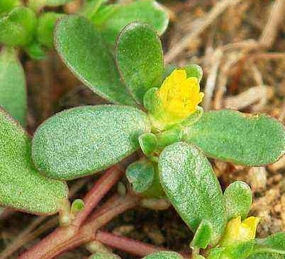 全自動陰道分泌物深夜福利影院廠家談野菜有利於“消炎殺菌”