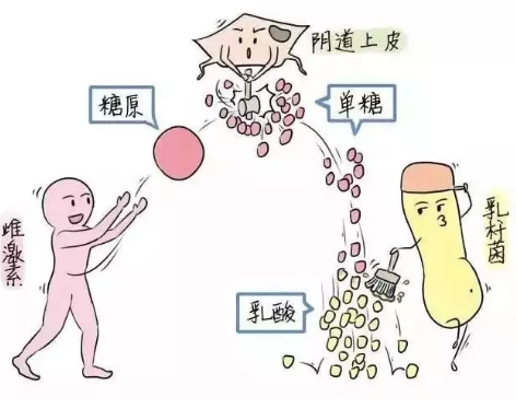 微生態免费深夜福利APP廠家教您如何觀察分泌物樣本性狀