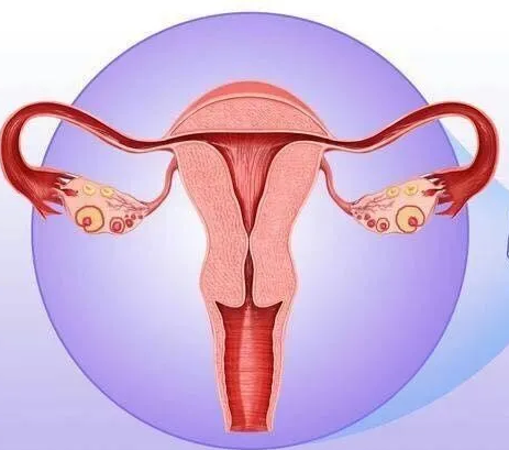 婦科陰道炎深夜福利影院器廠家提醒女性堅持泡水喝，消炎滅菌，遠離婦科炎症